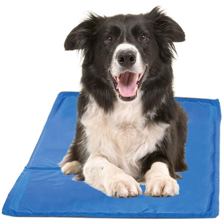Black and white dog resting on a blue rectangular mat