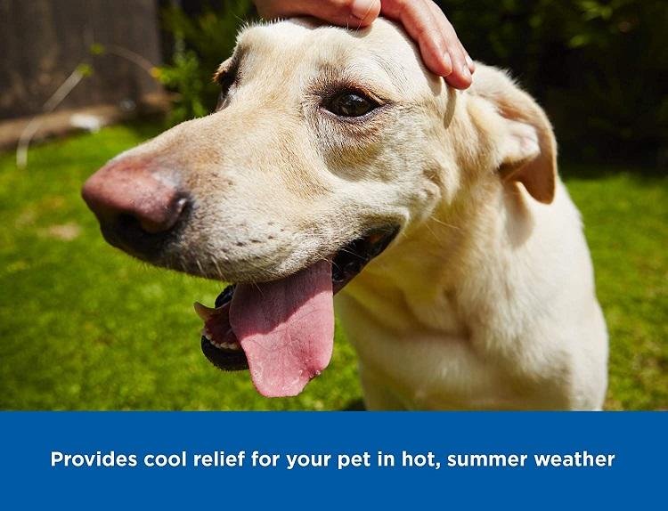 Supplier pet-care illustration showing a dog outdoors